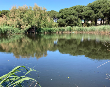 Study shows the effectiveness of wetlands in removing antibiotics from wastewater treatment.