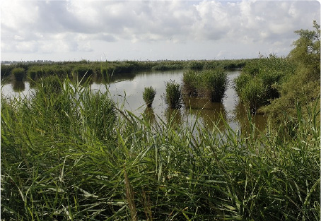Organic pollutants threaten aquatic ecosystems in high ecological value areas in Spain.