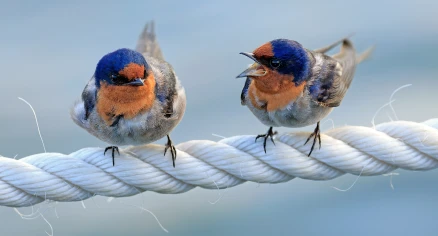Conflict Management Committee