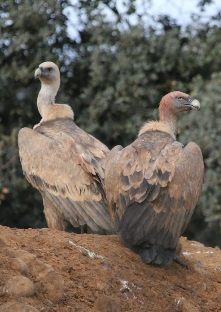 Rafael Mateo: “Replacing lead with steel in hunting would reduce vulture poisoning by this metal”