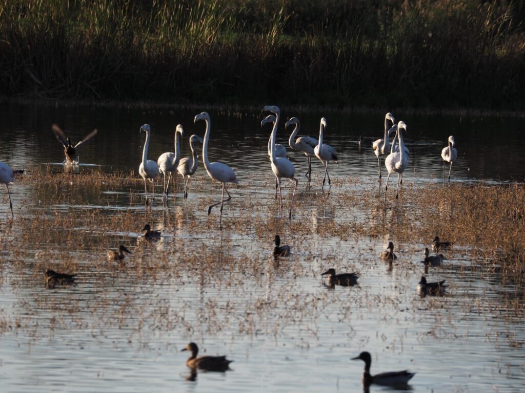 CSIC assesses the impact of agricultural pollutants in the Ebro Delta to preserve its biodiversity
